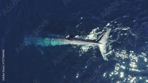 Aerial Top Panning View Of Blue Whale Diving Undersea On Sunny Day - Oahu, Hawaii