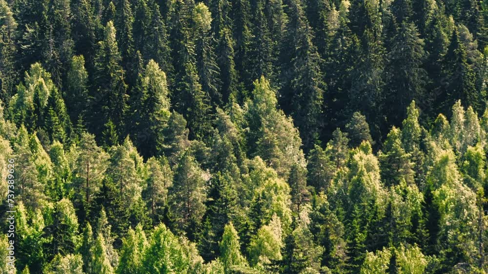 Animated aerial photo of Finnish forest with spruce, pine and birch trees in heavy wind with all kinds of trees and light effects. Forest tree wood industry and green values. Environment and nature. Animated aerial photo of Finnish forest with spruce, pine and birch trees in heavy wind with all kinds of trees and light effects. Forest tree wood industry and green values. Environment and nature.