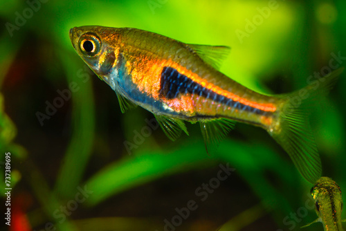 False Harlequin rasbora, Lambchop rasbora, scientific name is Trigonostigma espei, in freshwater aquarium.