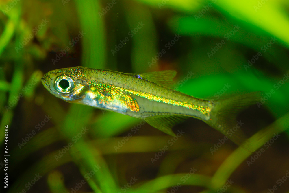 Kubotai Rasbora (Microdevario kubotai). Nano fish tank, aquarium fish. Kubotai Rasbora (Microdevario kubotai). Nano fish tank, aquarium fish.
