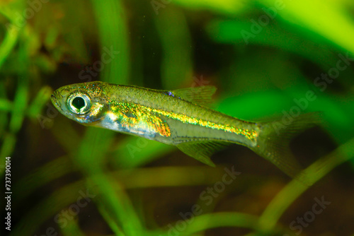 Kubotai Rasbora (Microdevario kubotai). Nano fish tank, aquarium fish.