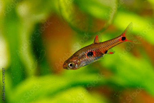 Dwarf Rasbora, scientific name is Boraras maculatus, in aquarium fish tank, small nano fish. photo