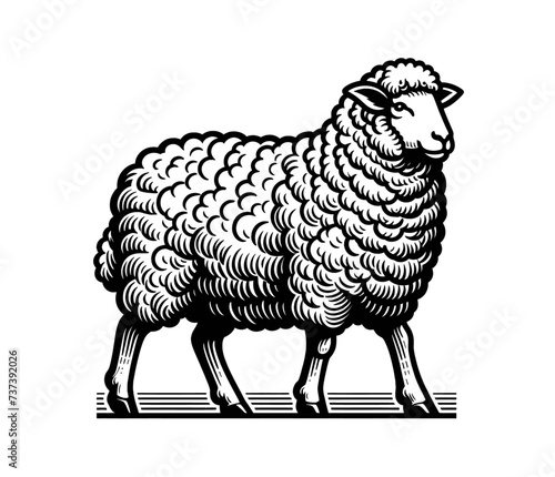 Beautiful sheep isolated vector illustration	