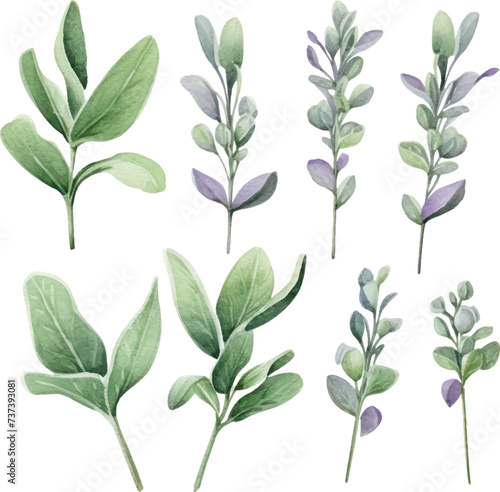 Set of watercolor Common sage Plant. Floral design elements for wedding invitations, greeting cards.