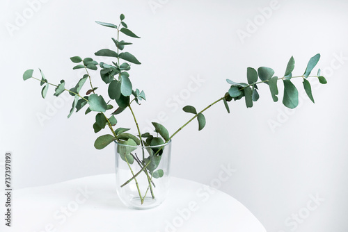 Canvas-taulu twig herb eucalyptus evergreen close-up white background