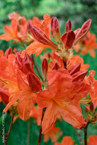 rhododendron flower exotic twig bush drop rain orange red yellow © NataliAlba