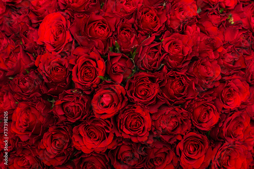 Lots of red roses on a black background. The concept of love. Texture of flowers. Top view