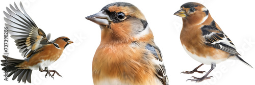 Chaffinch bird bundle, flying, portrait and standing, isolated on a transparent background photo