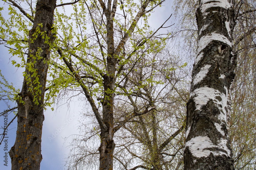 Small young leaves on tree branches closeup Small young leaves on tree branches closeup