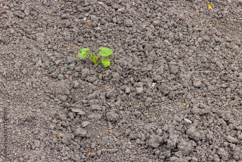 A single green plant in a field marked by drought