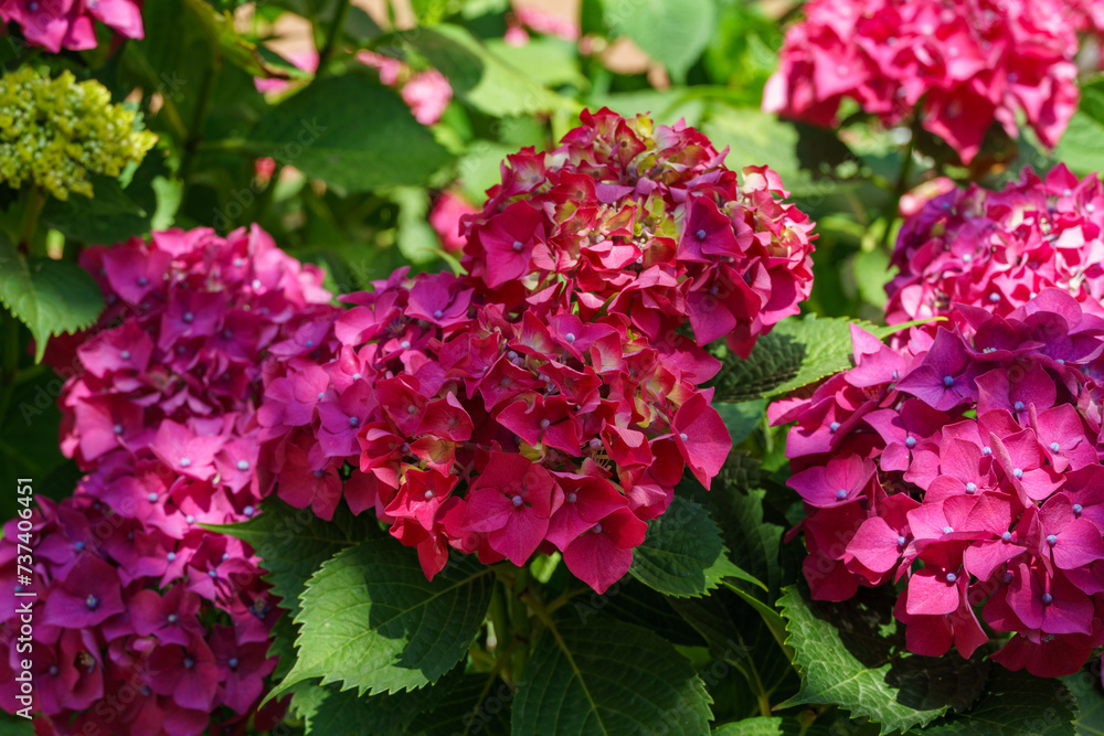 Macro of pink and red flowers of hydrangea macrophylla. Hydrangea macrophylla Endless summer in bloom