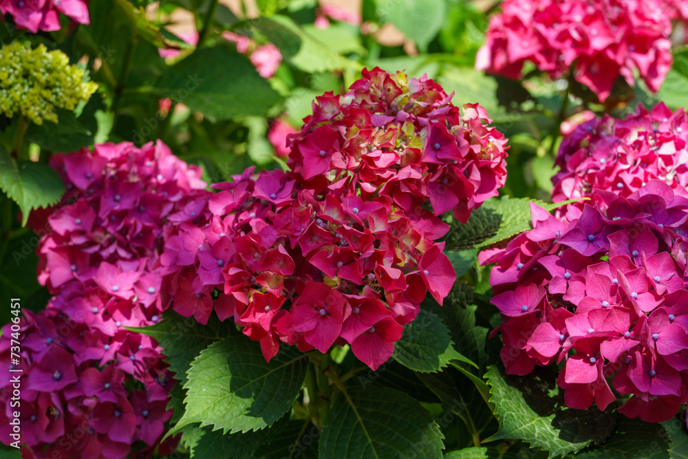 Macro of pink and red flowers of hydrangea macrophylla. Hydrangea macrophylla Endless summer in bloom Macro of pink and red flowers of hydrangea macrophylla. Hydrangea macrophylla Endless summer in bloom
