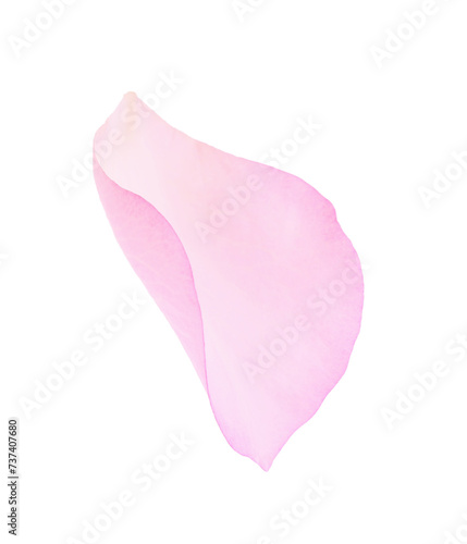 Tender pink rose petal isolated on white