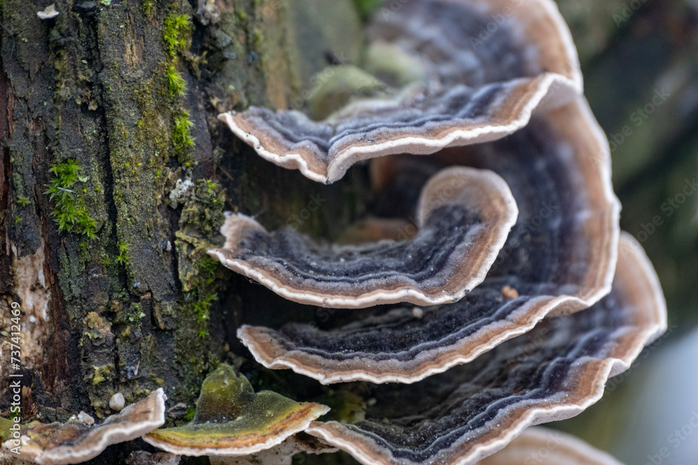 Close up of Trametes versicolor aka Turkey Tails Close up of Trametes versicolor aka Turkey Tails