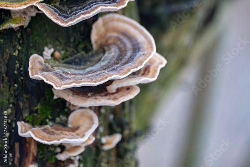 Close up of Trametes versicolor aka Turkey Tails photo