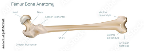 Types of bone fracture. Structure of a bone vector illustration. The quality or structure changes in marrow density. Build and strength of bone tissues. Stymptoms and stages and  growth. Bone anatomy.