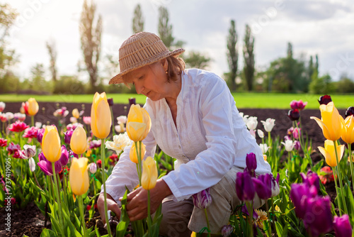 Senior gardener picking tulips flowers in spring garden. Retired woman cutting stem with pruner. Gardening photo