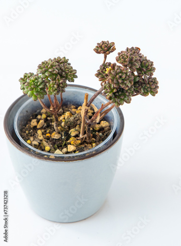 Aeonium Sedifolium plant succulent. Little flower on white background photo