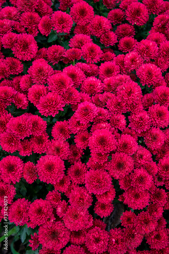 garden red aster flowers, autumnal floral background