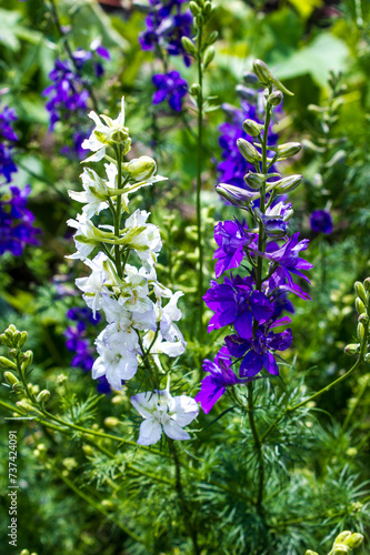 spring blue wild flowers and green foliage,  gentle natural background with vegetation