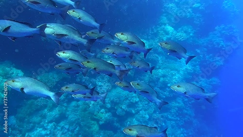 Looking at a fish bank swimming next to the reef in a tropical sea - Egypt Red Sea - BDE