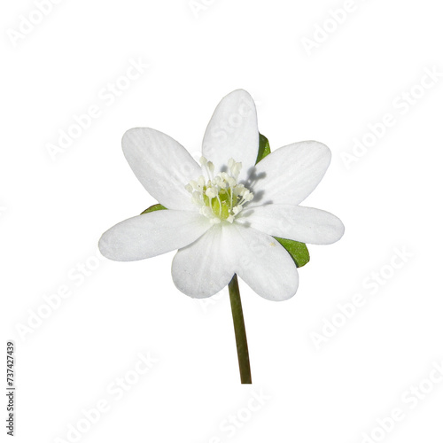 Anemone acutiloba (Sharp-lobed Hepatica) Native North American Woodland Wildflower 