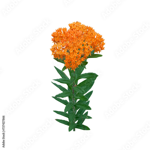 Asclepias tuberosa | Butterfly Milkweed | Native North American Prairie Wildflower Isolated 