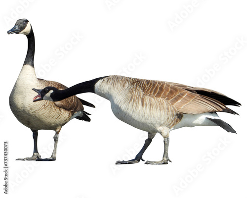 Canada Goose Isolated with Transparent Background