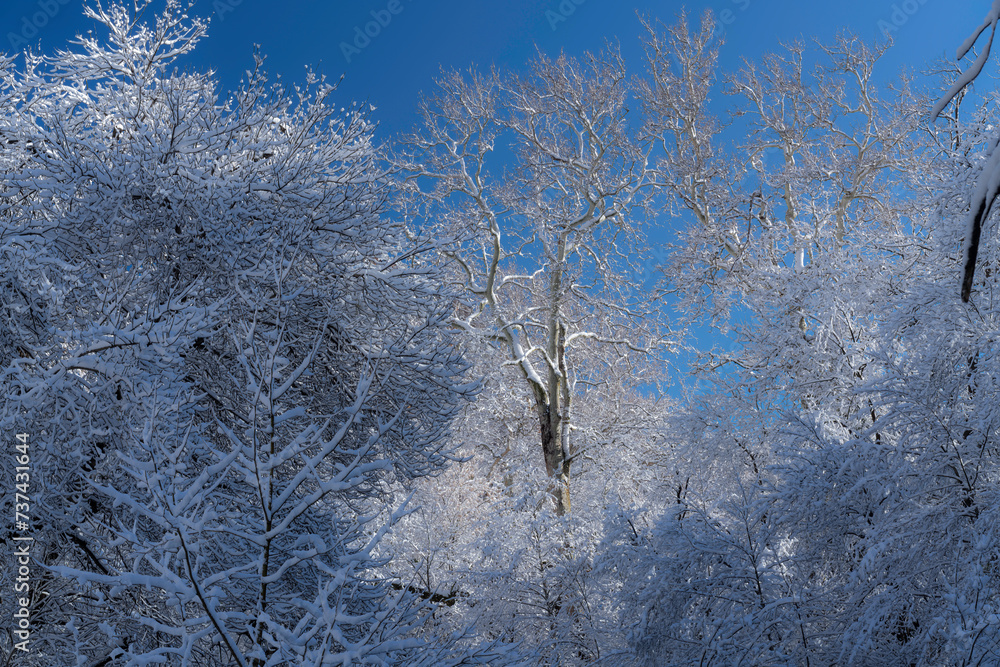 Snowy Morning in Sedona Arizona USA
