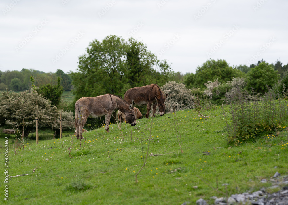 Two donkeys put to pasture on a green meadow on a mountain slope.