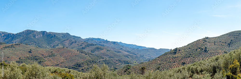 land of olive trees, immense olive grove in Jaen, Spain