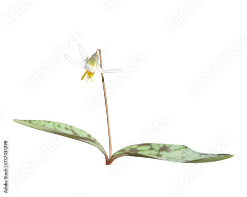 Erythronium albidum - known as White Trout Lily, White Fawn Lily, White Dog-tooth Violet, and White Adder's Tongue - Native Woodland Spring Wildflower Isolated photo