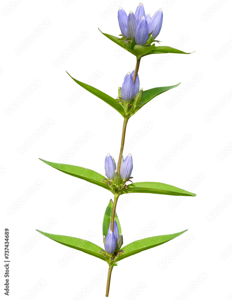 Obraz premium Bottle Gentian (Gentiana andrewsii) Native Prairie Wildflower Isolated