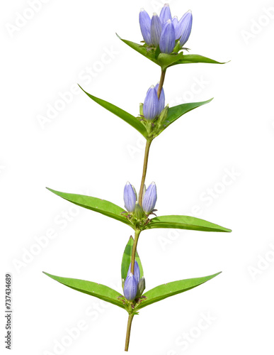Bottle Gentian (Gentiana andrewsii) Native Prairie Wildflower Isolated