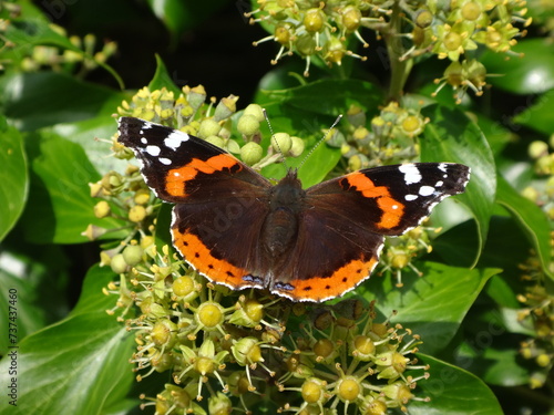 Red admiral (Vanessa atalanta ab. bialbata) feeding on ivy flowers photo