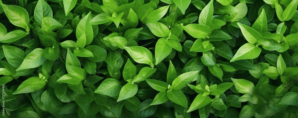 The green leaf background looks fresh and beautiful The green leaf background looks fresh and beautiful