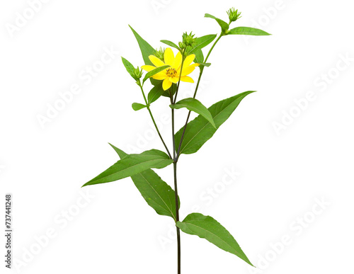 Helianthus strumosus  Woodland Sunflower  Native North American Wildflower Isolated 