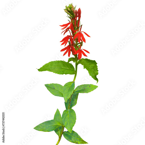 Cardinal Flower ( Lobelia cardinalis) North American Wetland Wildflower Isolated  photo