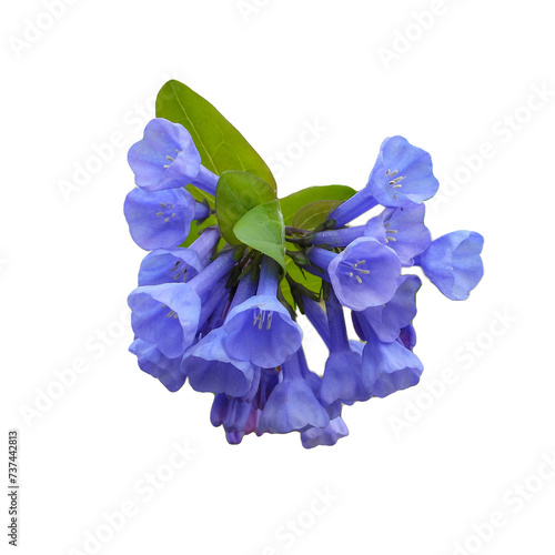 Mertensia virginica (Virginia Bluebells) Native North American Woodland Wildflower Isolated