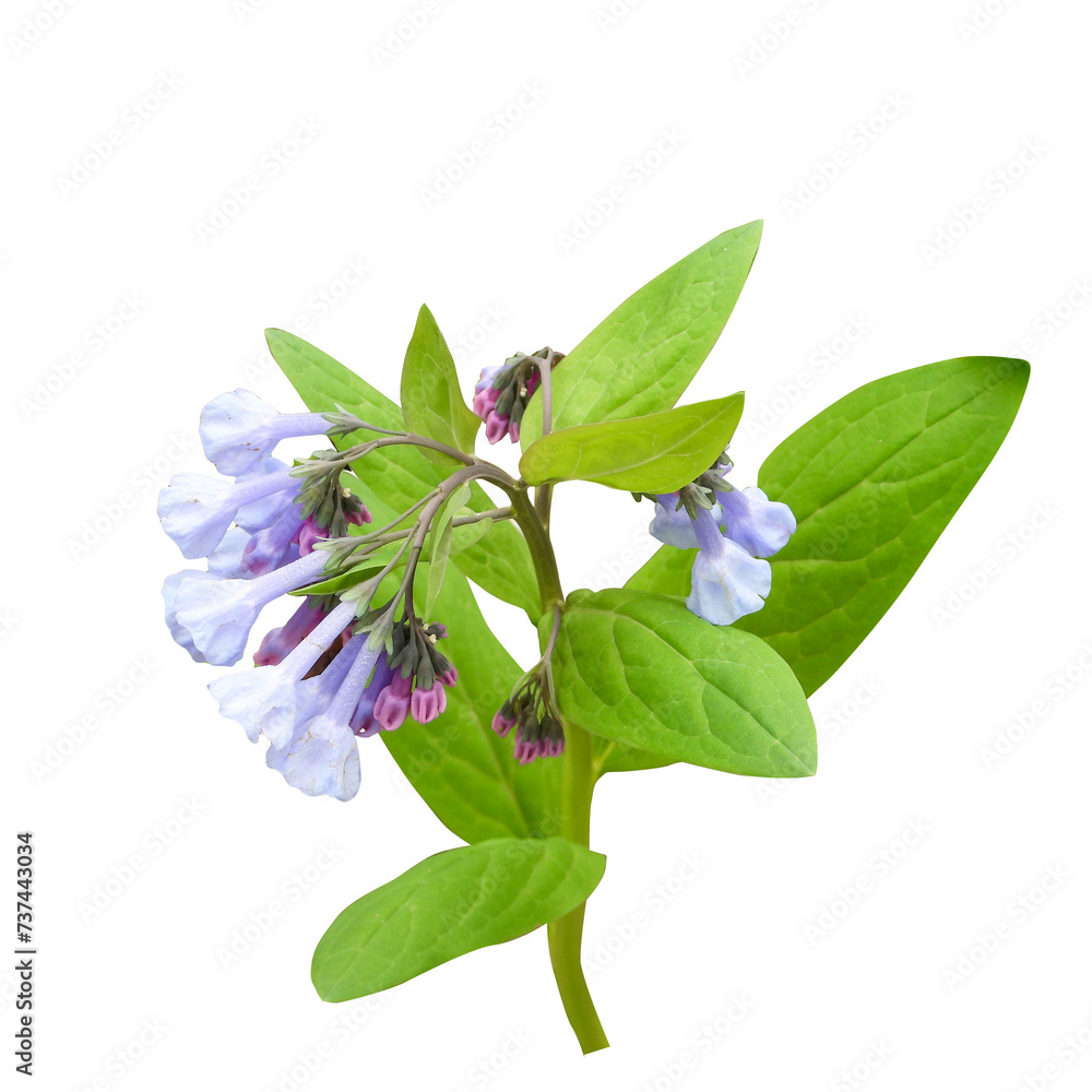 Obraz premium Mertensia virginica (Virginia Bluebells) Native North American Woodland Wildflower Isolated