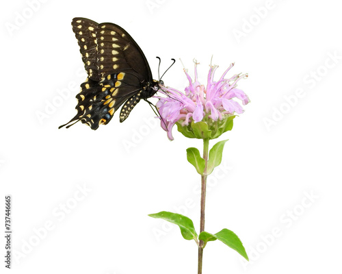 Black Swallowtail Butterfly | Papilio polyxenes | on a Wild Bergamot Flower | Monarda fistulosa | Isolated Clipart