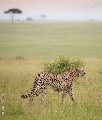 Samotny gepard na afrykańskiej sawannie Masai Mara National Park © kubikactive