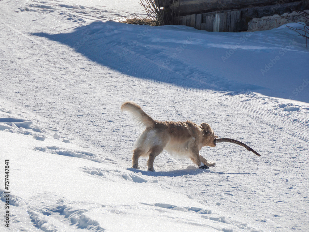 Happy dog and human hiking on the snow Happy dog and human hiking on the snow