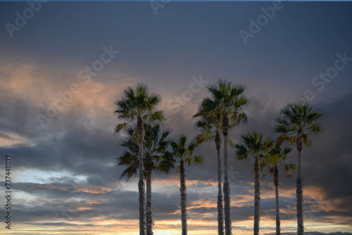 group of palm trees with the sunset in the background, landscape concept