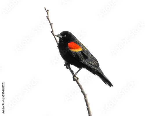 Red-winged Blackbird (Agelaius phoeniceus) Isolated