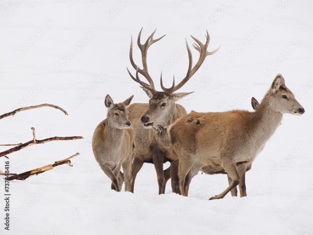Fototapeta premium deer in the snow winter panorama landscape