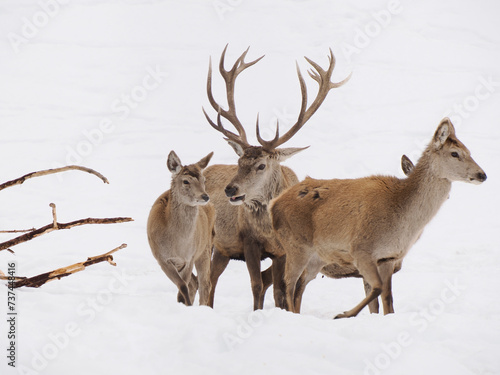 deer in the snow winter panorama landscape © Izanbar photos