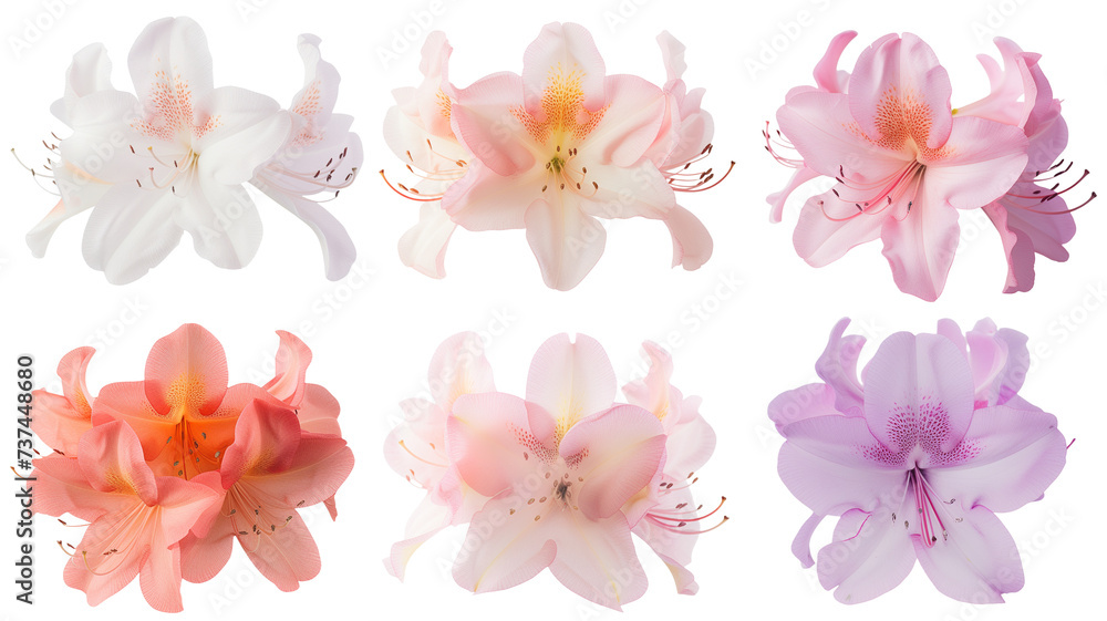 collection of soft pastel azaleas flowers, isolated on a transparent background collection of soft pastel azaleas flowers, isolated on a transparent background