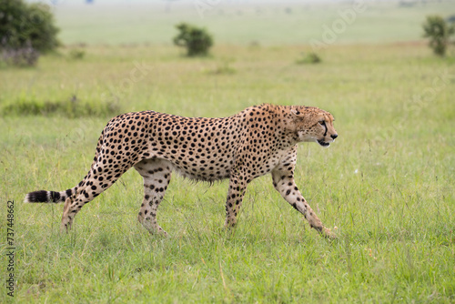 Gepard na afrykańskiej sawannie Masai Mara Kenia