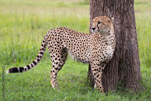 Gepard na afrykańskiej sawannie Masai Mara Kenia © kubikactive